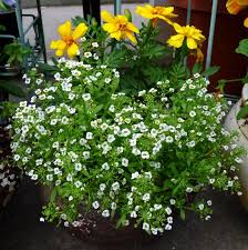 Pin On Annual Plant Favorites