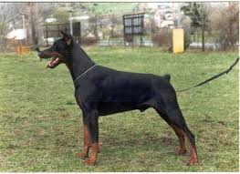 Dobermanlar Yaslaninca Sahibini Yermi