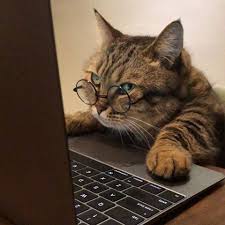 Sevimli Dostlar Sevimlidostlar Tr Instagram Fotograflari Ve Videolari In 2020 Animals Cats Electronic Products