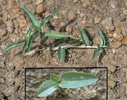 Image result for Commelina schweinfurthii