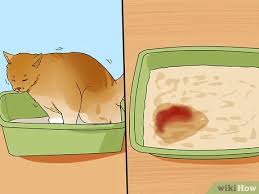 I ordered some urinary health drops for his water, and they should be in my mailbox tomorrow. How To Diagnose And Treat Urinary Blockages In Cats 11 Steps