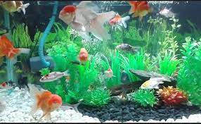 Cara budidaya ikan mas koki black moor dalam cara memelihara ikan mas koki lingkungan yang menguntungkan sangat mempengaruhi umur yang panjang yakni 25 tahun, panjang badannya pun bisa mencapai 25 cm. Budidaya Ikan Mas Koki Dan Cara Merawatnya