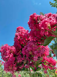 Image result for Lagerstroemia