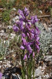 Image result for Polygala marensis