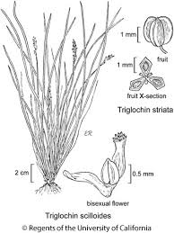 Image result for Triglochin striata
