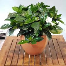 Maybe you would like to learn more about one of these? Buy House Plant Online Office Plants Suppliers In Dubai Plants Online