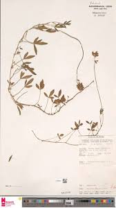 Image result for Lotononis bainesii