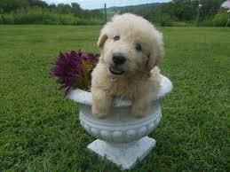 Maybe you would like to learn more about one of these? German Shepherd Poodle Mix Why To Adapt Facts About Shepadoodle