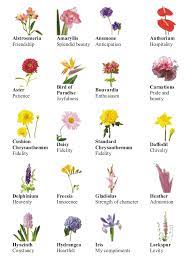 There are different types of plants all around us, and most of us recognize many kinds of plants that flower, grow in our gardens, or that we can eat. Flowers Again Different Types Of Flowers List Of Flowers Flower Meanings