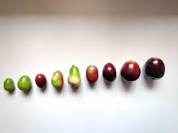 Life Cycle Of Jamun Malabar Plum In 2020 Life Cycles Plant Life Cycle Art Lessons Elementary