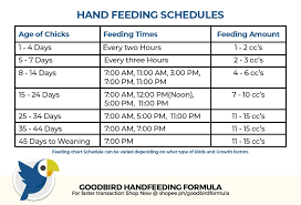 Cockatiel Feeding Guide Goodbird Hand Feeding Formula
