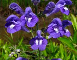 Image result for Scutellaria schweinfurthii