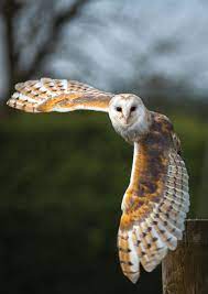 Saving North Carolina S Climate Threatened Birds Owl Spirit Animal Barn Owl Owl Photos