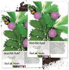 People often know this comic through its hot, colorful images. Amazon Com Seed Needs Sensitive Plant Mimosa Pudica Twin Pack Of 100 Seeds Each Flowering Plants Garden Outdoor