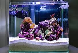 Jual tanaman hias air tawar dan moss untuk aquascape. Dimana Jasa Pembuatan Aquarium Air Laut Di Jakarta Aquarium Air Laut Dan Aquascape