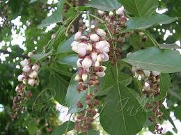 Image result for Millettia pinnata