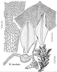Image result for Heteromorpha involucrata
