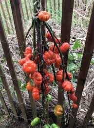 Small flowers are followed by green squatty shaped fruit. Plant Oddity Pumpkin On A Stick