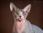 Male Sphynxes for Sale | Cats on Oodle Classifieds