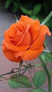 Beauty Is Born It S Not Handcrafted Pinterest