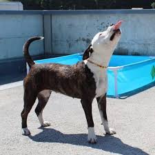 Schreib uns am besten, was genau du für einen hund suchst, wie dein neues familienmitglied sein sollte und wie du lebst. Listenhunde Suchen Ein Zuhause In Der Schweiz Home Facebook