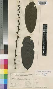 Image result for Bridelia atroviridis