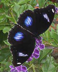 Pin On Zzzy Insectos Mariposas Insectos Libelulas Polillas