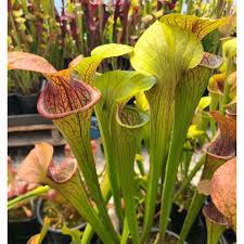 Image result for Searsia ochracea