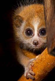 Pygmy Slow Loris Adoption Shepreth Wildlife Park