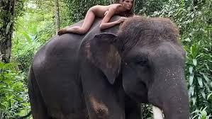 Малышка каф💗 @kafelnikova_a #kafelnikovaalesya #kaf #kafelnikova #alesya #alesyakafelnikova #alesyakaf #modeling #model #pink #love… Russian Influencer Is Condemned By Animal Group For Posing Naked On An Elephant Daily Mail Online