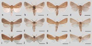 Image result for Cenchrus trachyphyllus