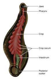 Annelida Segmented Worms Digestive System In Phylums