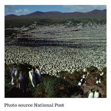 Scientists discover alarming collapse of king penguin ? The World S Largest King Penguin Colony Has Collapsed Losing Nearly 90 Per Cent Of Its Population Veterinary Careers