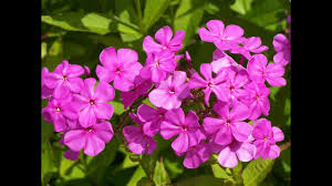 How To Grow And Care For Phlox Plant Urdu Hindi Youtube