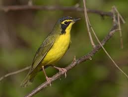 Backyard Birds Of Middle Tennessee B Kentucky B Warbler B Birds B Pinterest Birds Backyard Birds Beautiful Birds