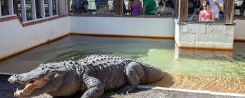 How to avoid an attack. Gator Wrestling Is Preserving Florida S Independent Tourism Industry