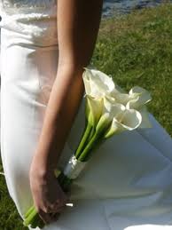 Maybe you would like to learn more about one of these? Calla Lily Wedding Bouquets Calla Lily Bouquets Calla Lily Flower Arrangements Calla Lily Plant Care
