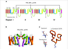 Image result for Sodium Channel Blocker