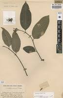 Image result for Landolphia landolphioides