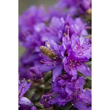 Monrovia Purple Dwarf Purple Rhododendron Flowering Shrub In Pot With Soil Lowes Com Flowering Shrubs Dwarf Evergreen Shrubs Rhododendron