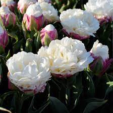 Tulip Icecream In Full Bloom This Is One Of The Most Popular Tulips At This Moment And We Have Some Extra Stock B Flower Farm Beautiful Flowers Flower Garden