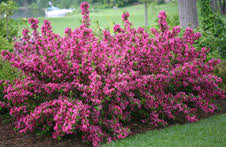 If deer and slugs did not love them so much, they would be almost perfect. Fast Fillers For Instant Impact Proven Winners