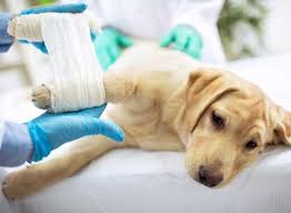 We are very proud to announce we have just earned our aaha accreditation. Dr Lowrance L J Veterinary Hospital Veterinary Hospitals Book Appointment Online Veterinary Hospitals Near Kunnapuzha Lp School Thiruvananthapuram Justdial