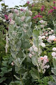 Asclepias Speciosa Davis Asclepias Trees To Plant Perennial Plants
