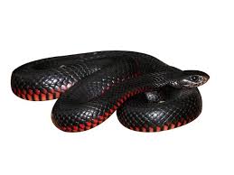Red bellied black snake habitat. Red Bellied Black Snake Pseudechis Porphyriacus Reptiletalk Net