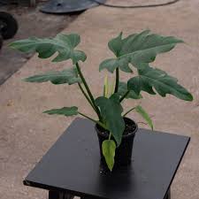 Image result for Rhabdophyllum affine