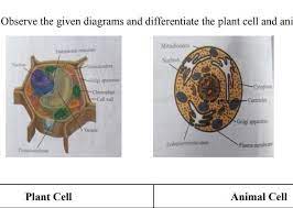 Venn diagram plants rome fontanacountryinn com. What Are The Similarities Of Plant And Animal Cells Brainly