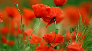 Few flowers played such an important role in religion meaningful botanical characteristics of the poppy flower. Poppy Flowers Are Bright And Splashy Here S Why Earth Com