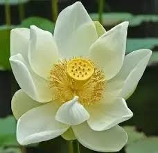 Maybe you would like to learn more about one of these? Why Are Lotus Flowers So Important To The Japanese Culture Quora