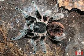 Brachypelma Albopilosum The Honduran Curly Haired Tarantula Known For Its Calm Temperament Tarantula Funny Animal Pictures Funny Animals